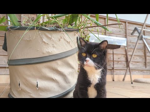 ヘビおるよって教えてあげたら｢ん～っ!｣て返事する猫