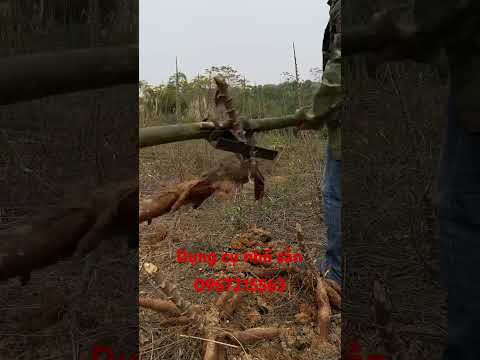 dụng  cụ nhổ sắn,mì #thinhhanh