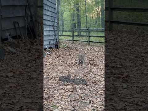 Bobcat Faces Rattlesnake — Who Backs Down?🐾🐍