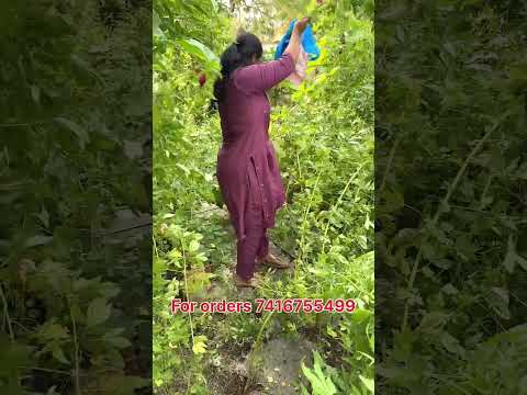 Gongura pickle and lemon pickle available ga unnayi For orders WhatsApp 7416755499 #shampoo#haircare