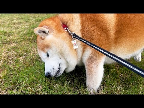 にわか雨なんかでは草ひきちぎりの情熱は決して止められない柴犬
