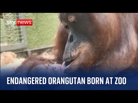 Critically endangered Bornean orangutan born at Blackpool Zoo for the first time in 20 years