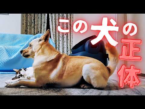 これが優しかった犬の現在の姿です。