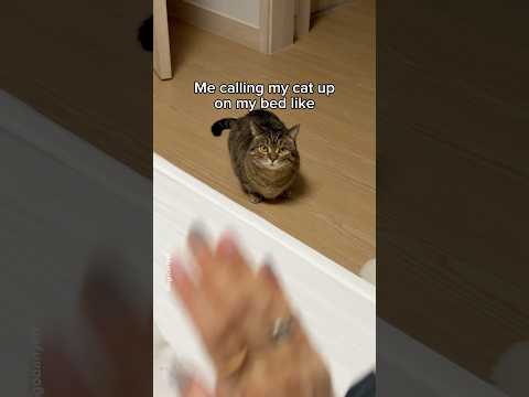 Me every night with my cat😮‍💨 #shorts #cat #funny