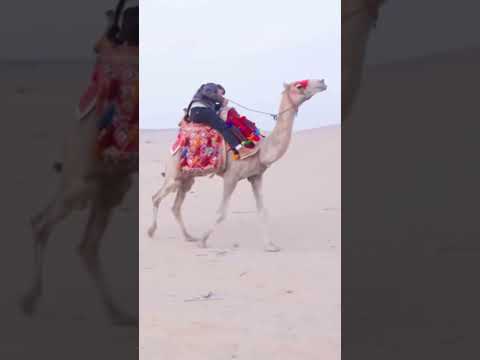 Chandler and Carl #mrbeast #funny #foryou