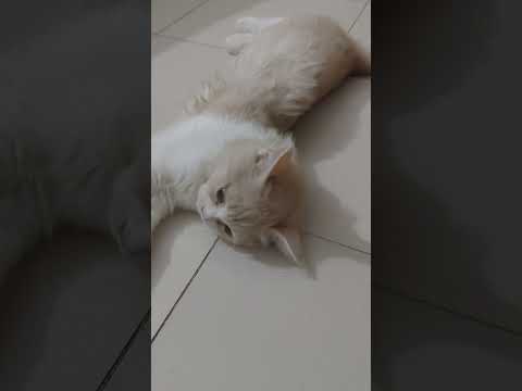 Cat Funny Videos