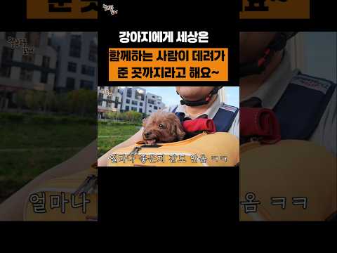 <strong>강아지가</strong> 얼마나 좋은지 감도 안옴 ㅋㅋㅋㅋ