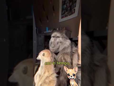 Este babuino gana 28 DÓLARES al día en trenes 😱 #shorts #curiosidades #animales