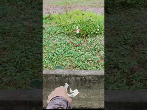 Theo mọi người thì trúng đâu mà nó lại bay và lại không bay #tuấnhayđi