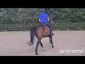 Show jumping horse Chique allrounder