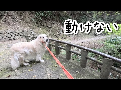 今日の散歩は色々盛沢山だった・・・。 #メイちゃんねる