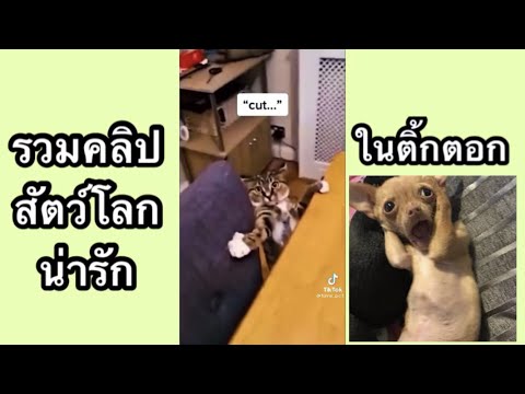 รวมคลิปสัตว์โลกน่ารักในติ้กตอ