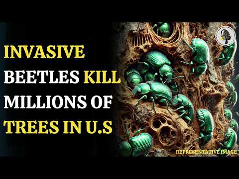Invasive Beetle Threatens 1.26 Million Trees in the US by 2050! | WION Podcast