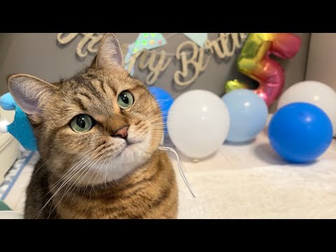 猫の動画サムネイル - ついに5歳になってしまった丸顔先生を祝おう。