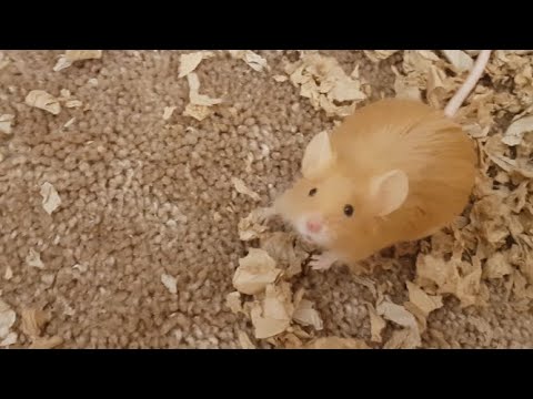 Evening routine with the Mice