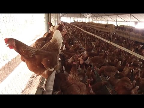 Protocolos para prevenir casos de gripe aviar