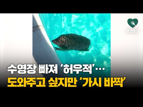 수영장에 빠져 가라앉던 고슴도치, 도와주려 했더니..