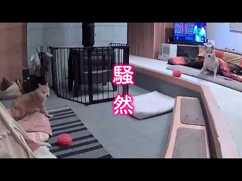 犬の動画サムネイル - 突然の地震に家族が騒然としました…
