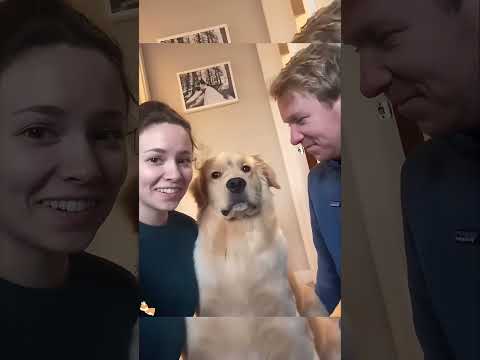 Funny and cute dogs  #dog #funny #pets #puppy #dogs #puppies #dogshorts #cutedog