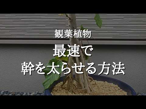 観葉植物の幹を最速で太くする7つの方法