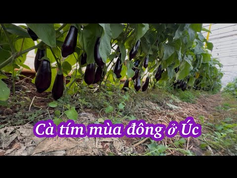 Cà tím mùa đông ở Úc