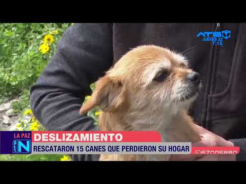 Activistas rescataron 15 mascotas víctimas del desastre,  en Irpavi II y Callapa
