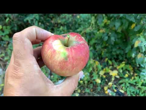 Ben Davis Apple Tasting