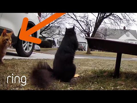 Fearless Squirrel was not Phased by This Encounter | RingTV