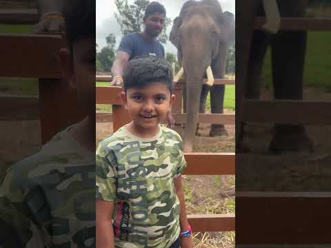 #safari #elephant #dubare #camping #dasara #holidays