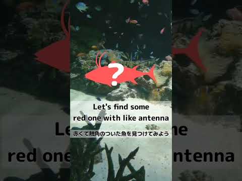 親子で水族館🦈#4歳 #英語でお出かけ