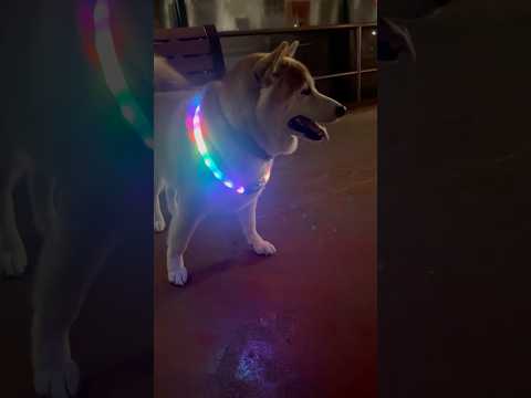 柴犬福が兄に呼ばれたときのかわいい表情と反応を紹介します サムネイル