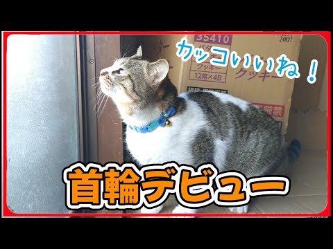 【首輪記念日】初めて首輪をつけたチビ猫の様子　20250202、カラス＆四つ足クインテット（仮）