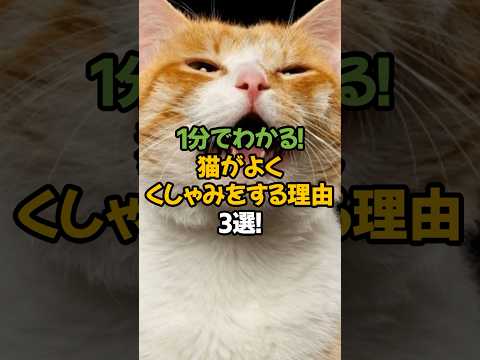 【意外と深い!】猫がよくくしゃみをする理由3選!🐾1分で解説!