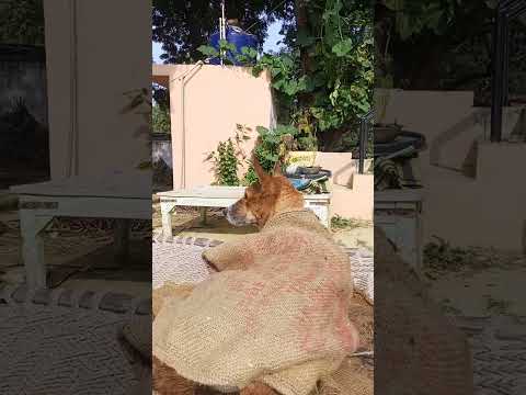 Tillu ne aaj nahaya h # tillu #shorts #yt #bath #dog