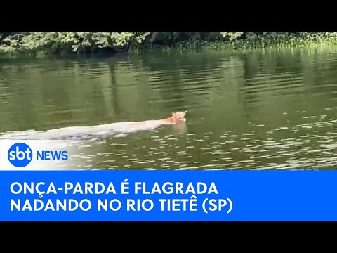 Onça-parda é flagrada nadando no rio Tietê, interior de SP | #SBTNewsnaTV (30/03/24)