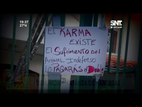 Vecinos denuncian una matanza de gatos en Asunción