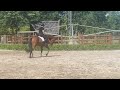 Dressage horse Getalenteerd dressuurpaard