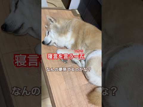 寝言を言う14歳柴犬いちご。 #柴犬 #shibainu