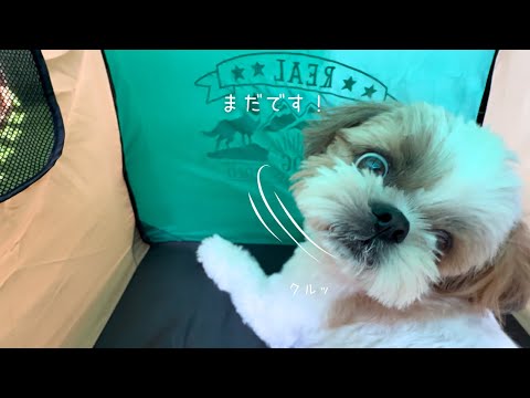 【シーズー】今年も待ちに待った開園に”喜びの舞”が止まりませんw w w【犬Vlog】