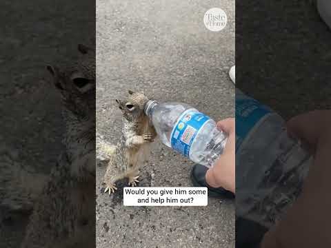 Hikers Help Adorable, Thirsty Squirrel