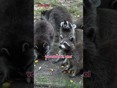 Jimothy, a görnyedt mosómedve az internet sztárja #short #jimothy