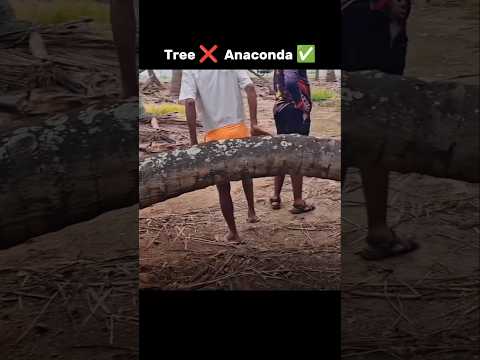 Ye Kaisa Coconut Tree Hai 🤯🌴 #shorts #trending #memes #viralvideo