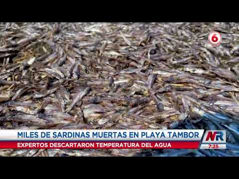 Miles de sardinas aparecen muertas en playa Tambor en Puntarenas