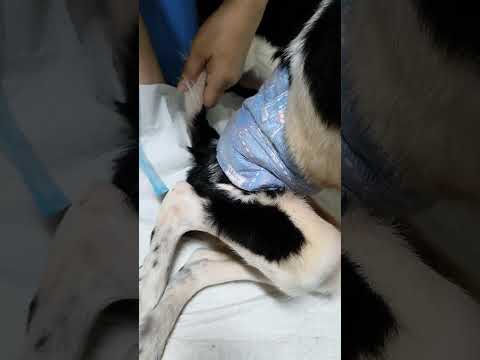 癱瘓的狗狗無論年輕或是年長的，尤其車禍撞傷的幾乎都無法自行排便，必須幫牠們擠大小便，剛開始狗狗都會不習慣，一定要戴頭套，避免回頭咬人，以策安全，慢慢習慣後就會配合的很好，排便順暢，擠尿順利，狗狗也舒服