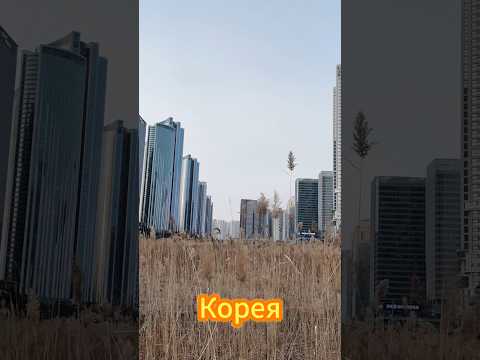 Странная Корея #корея #DenvasTV