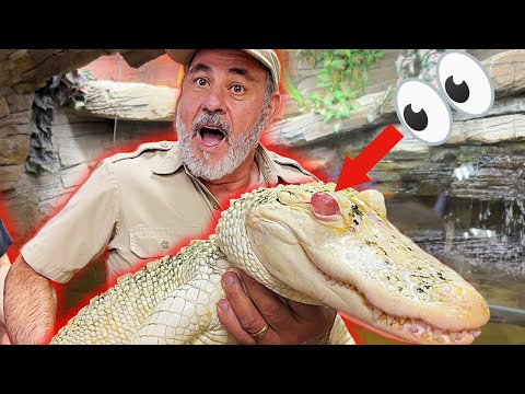 Coconut the Albino Gator’s Eye Surgery Update!  In this heartfelt update, we’re giving you an inside look at Coconut, our beloved albino alligator