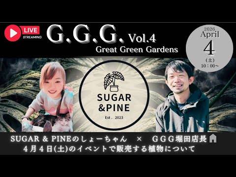 4月4日GGG直前、シュガー&パインさんとコラボライブ