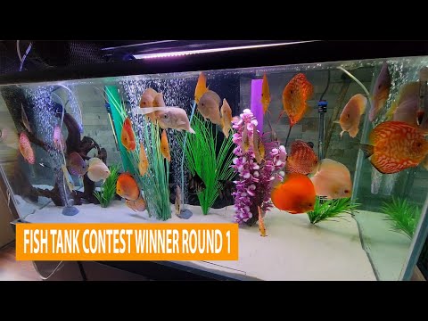 Fish Tank Contest Winner and Round 2 Details Check out other fish tanks and enter your own into the contest at fishtanks.wattleydiscus.com

Shop_