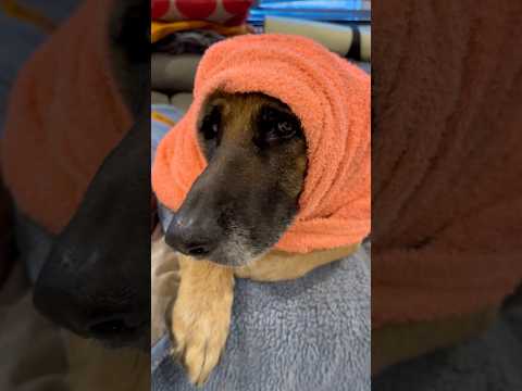 Best dog in the world. #dog #gsd #thebest #babyboy #cuteanimal #funny #lovehim