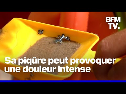 Dragons bleus: que sont ces mollusques dangereux pour l’homme observés en Espagne